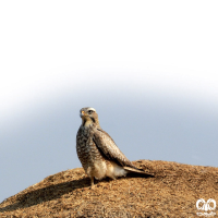 گونه سارگپه چشم سفید White-eyed Buzzard